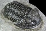 Detailed Gerastos Trilobite Fossil - Morocco #108480-5